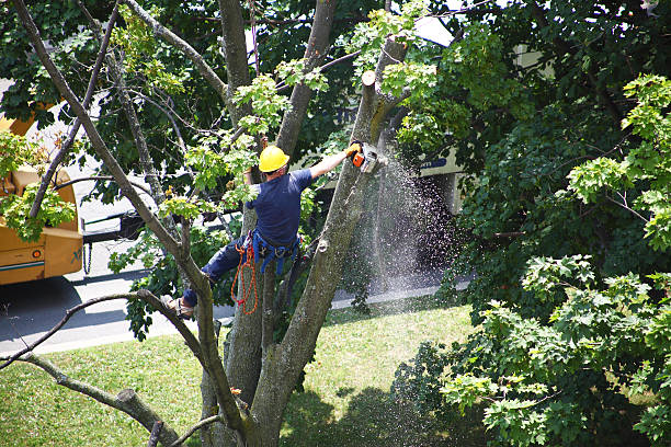 Best Seasonal Cleanup  in USA